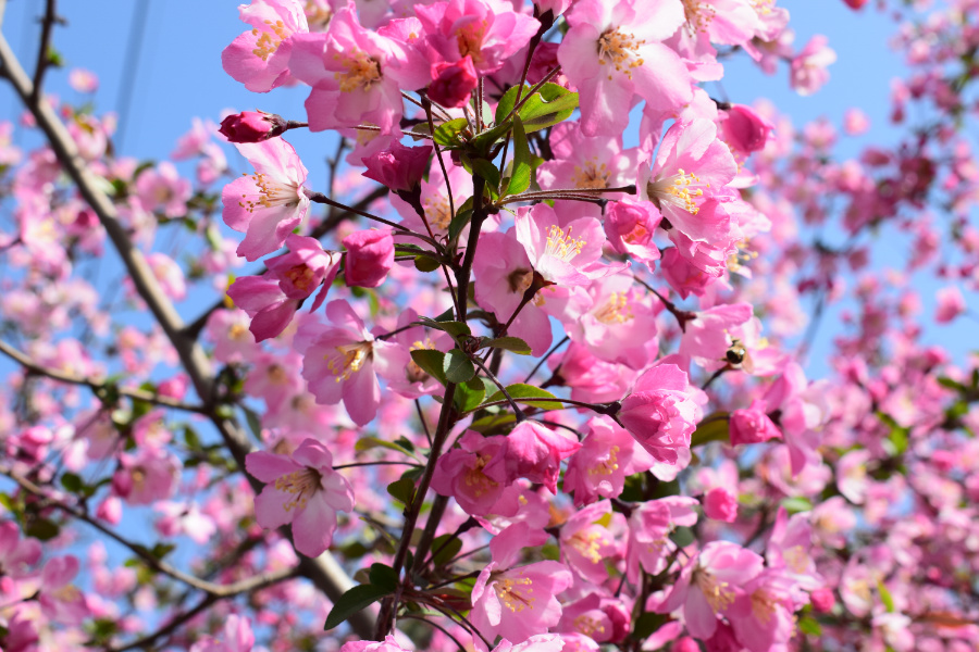 DSC_7923.jpg