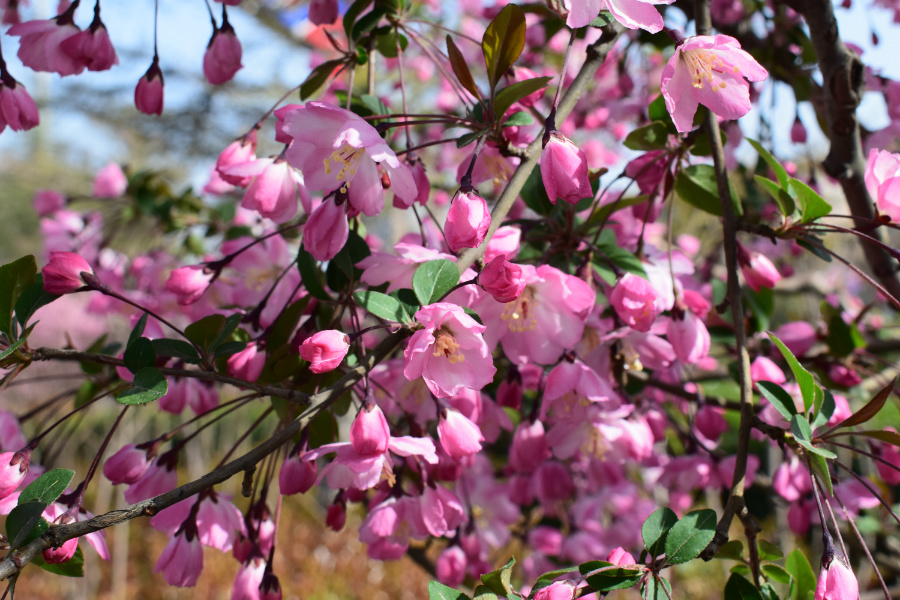 DSC_7927.jpg