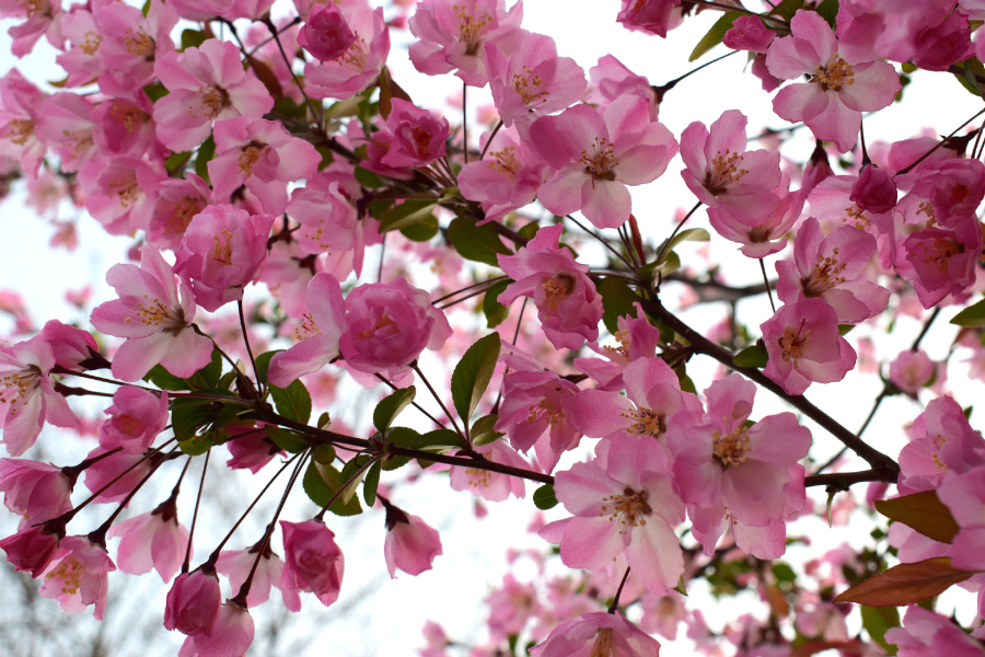 DSC_7931.jpg