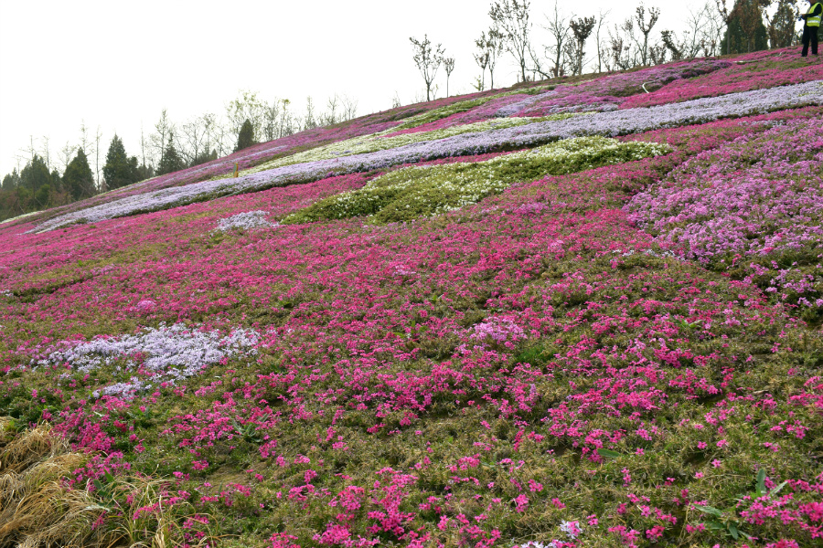 DSC_9744.jpg