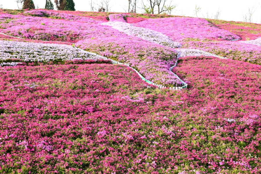 DSC_9857.jpg