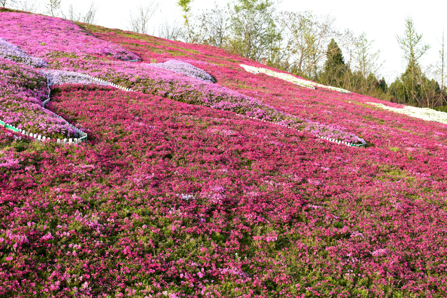 DSC_9858.jpg
