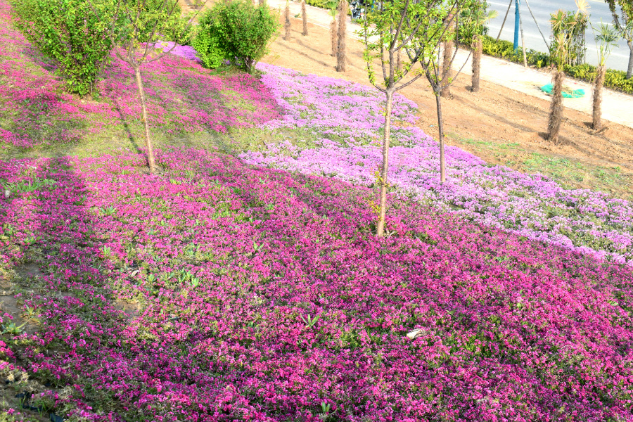 DSC_9862.jpg