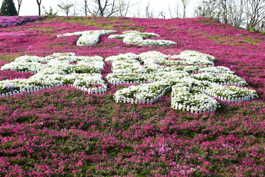 DSC_9866.jpg