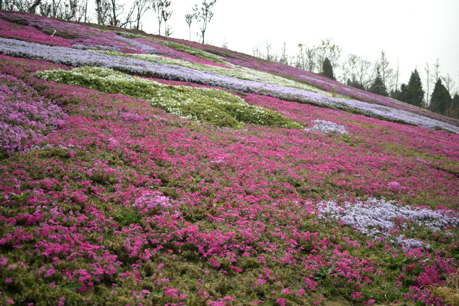 DSC_9745.jpg