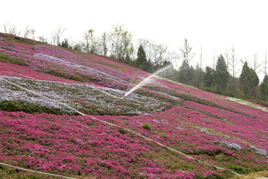 DSC_9758.jpg