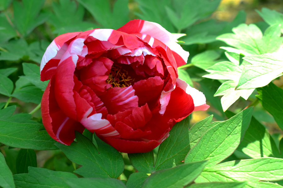 DSC_8105.jpg
