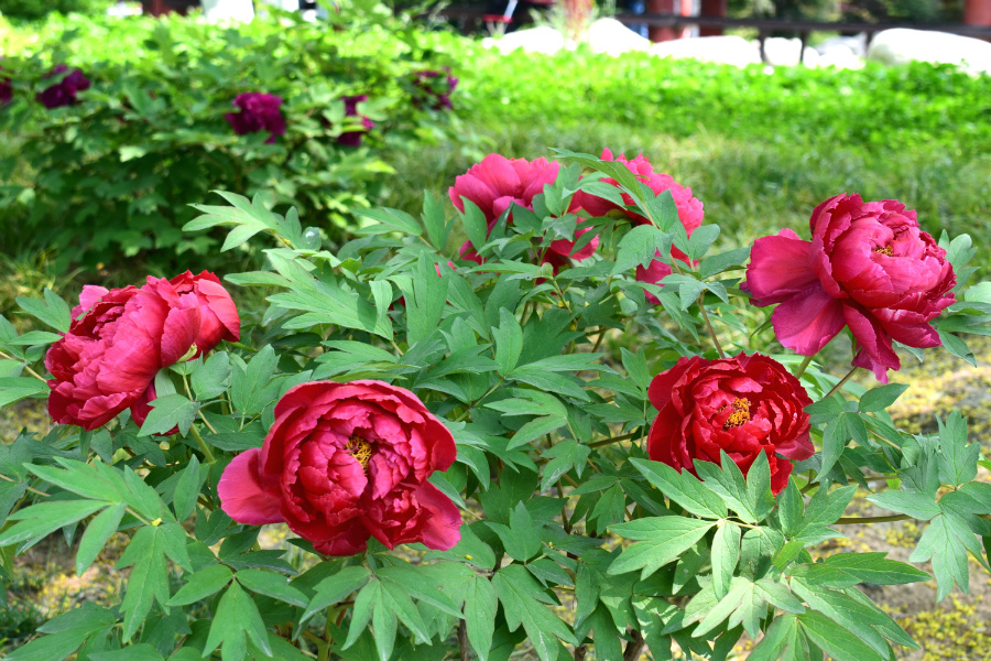 DSC_8111.jpg