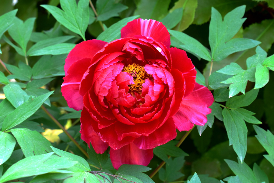 DSC_8112.jpg