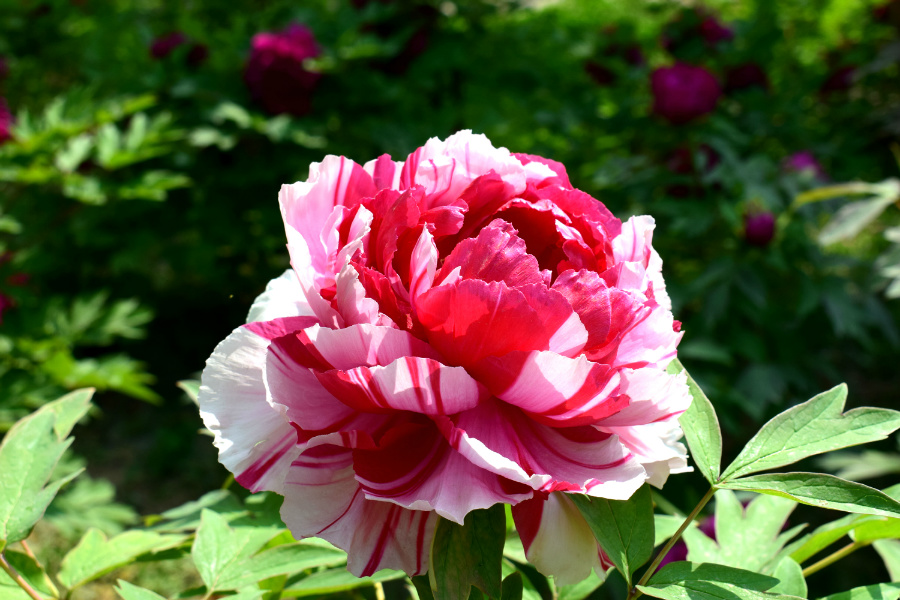 DSC_8114.jpg