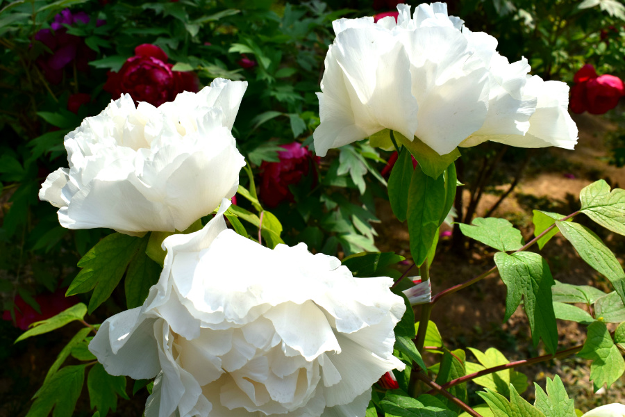DSC_8118.jpg
