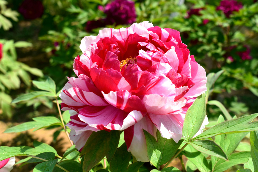 DSC_8119.jpg