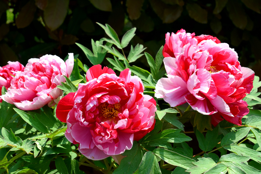 DSC_8122.jpg