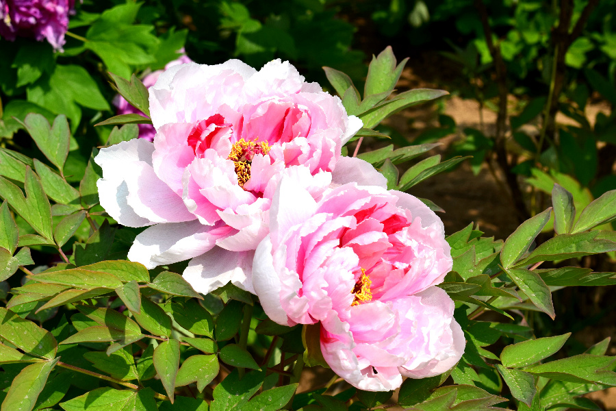 DSC_8147.jpg