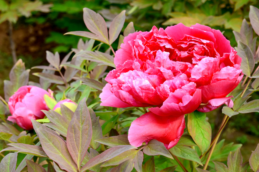 DSC_9880.jpg