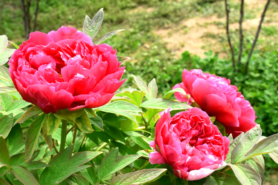 DSC_9895.jpg