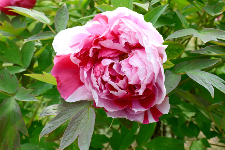 DSC_9896.jpg
