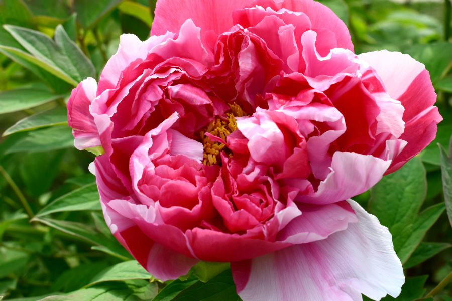 DSC_9897.jpg