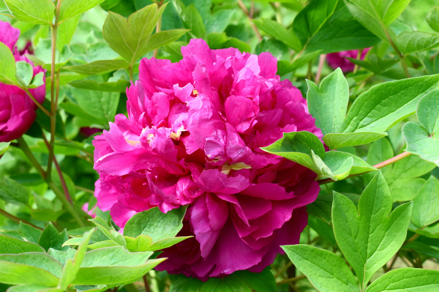 DSC_9901.jpg