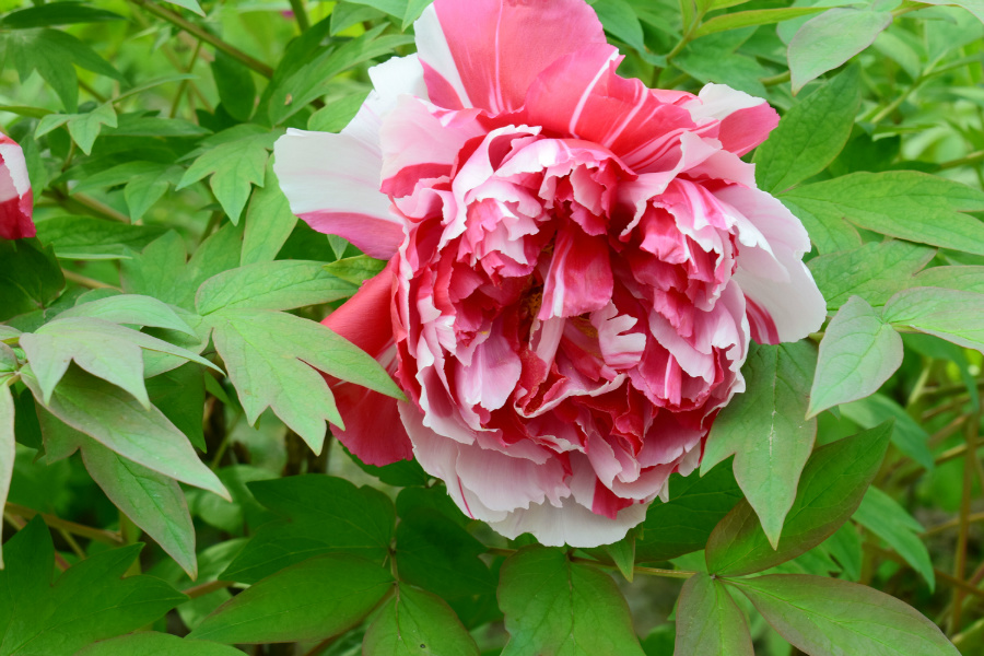 DSC_9904.jpg