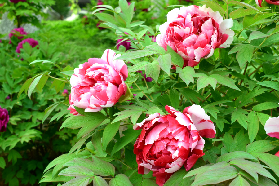 DSC_9905.jpg