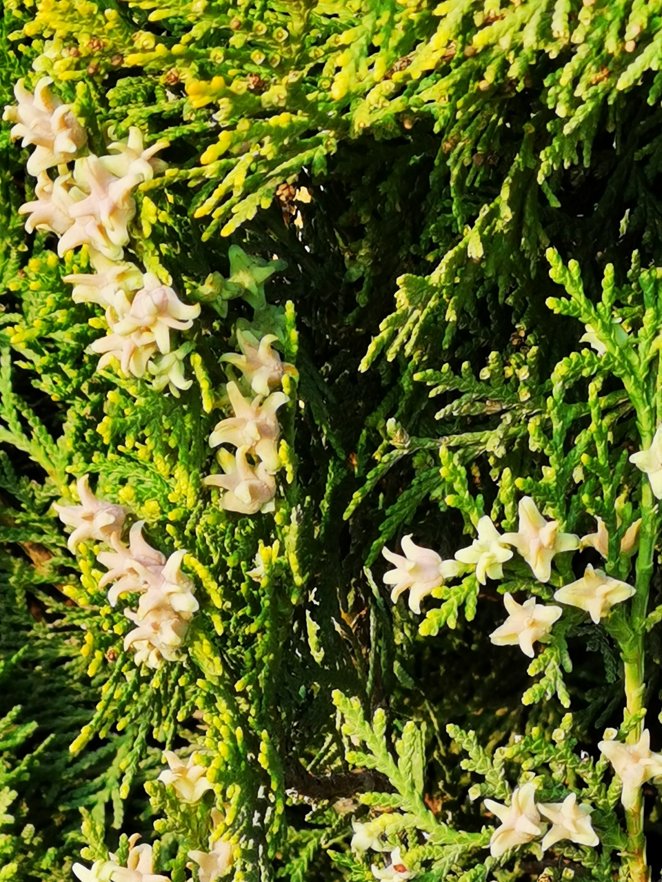 20210414_239334_1618404316324.jpg