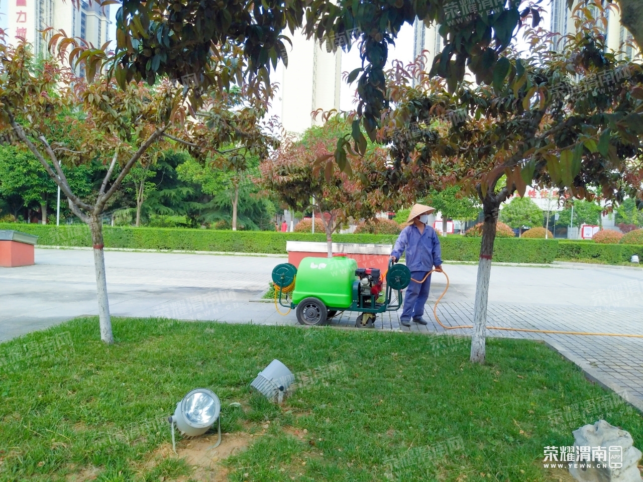 别再摘了!高新时代广场的园林师傅正在给果树喷洒农药.