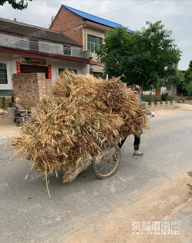 渭南现在还有像这样用架子车拉麦子的,向勤劳的农民伯伯们致敬!