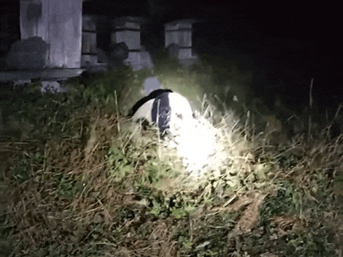 113127apygy15gngpygcmm.gif