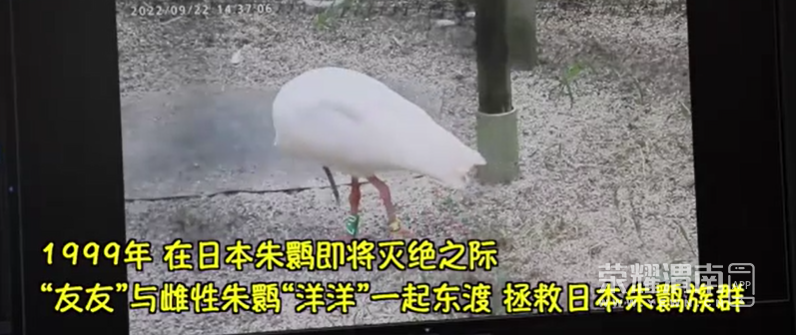 154206anmci00ri58oziod.png
