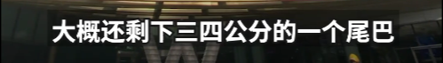 171730kp00f2qzpppan28a.png