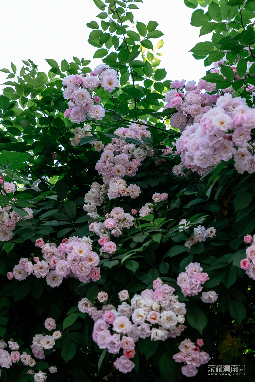 Ǿޱ (17).jpg