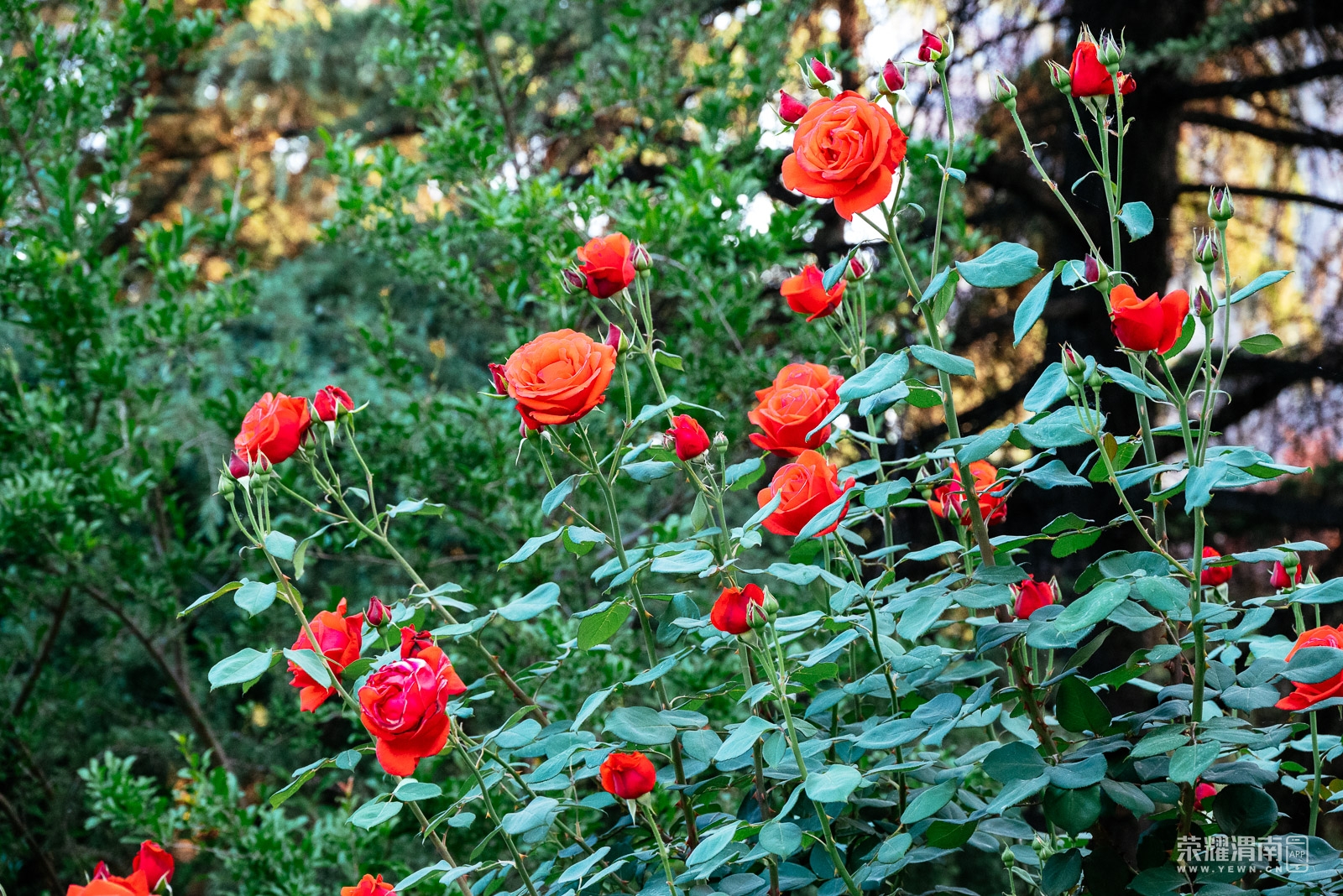 _Z5A0220.jpg