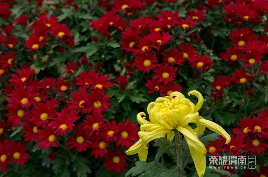 _IGP0946.jpg