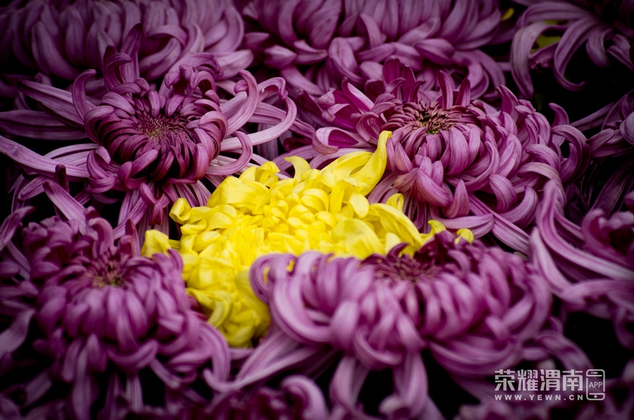 _IGP0980.jpg