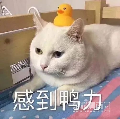 094020aw1z1so4ggf4goog.jpeg