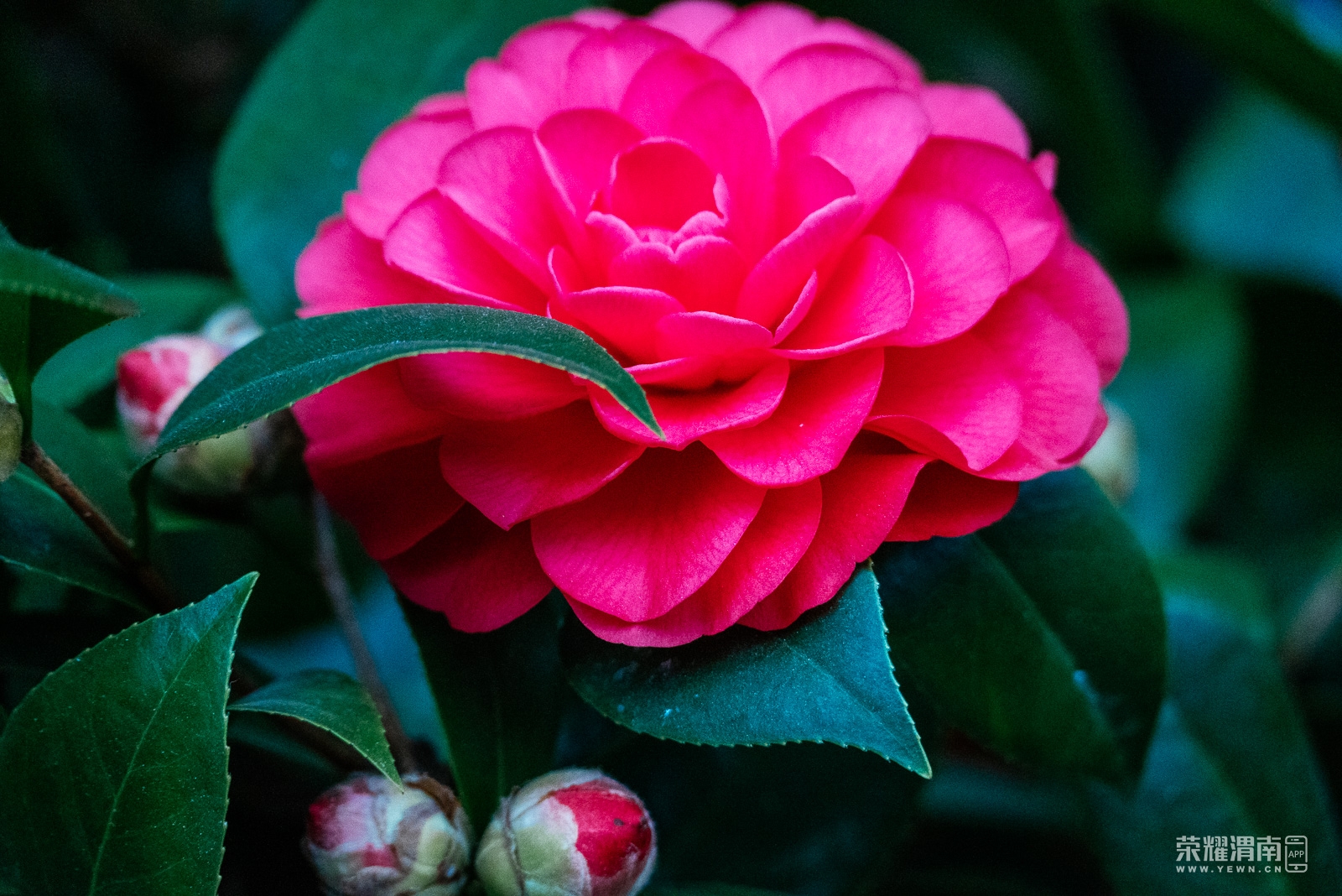 _Z5C2824.jpg