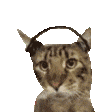 101444mdn6w4eq553n635d.gif