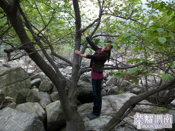 ʯ������