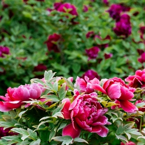 260414ĵ����