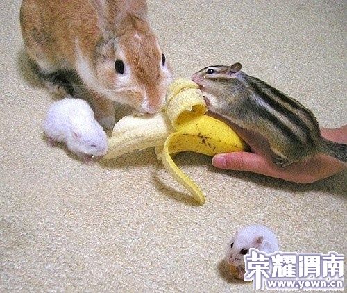 p_large_155g_56880003d9ac5c44.jpg