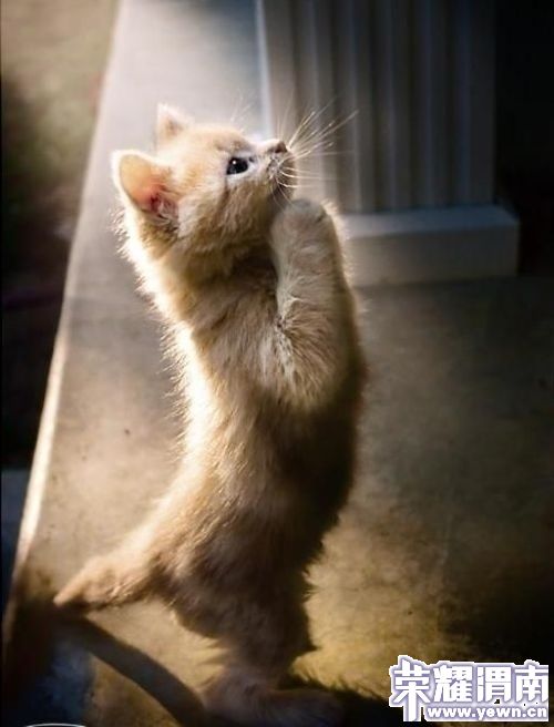 p_large_zag1_0312000251905c43.jpg