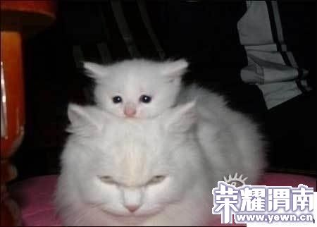 �����ӣ�����.jpg