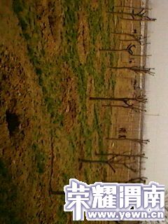 IMG0237A.jpg