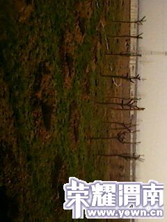 IMG0232A.jpg