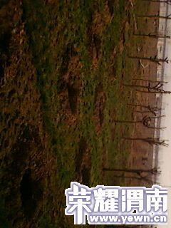 IMG0233A.jpg