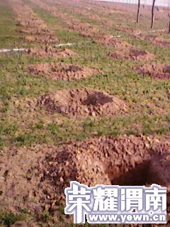 IMG0235A.jpg