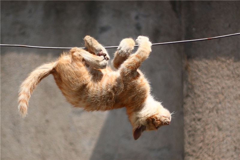 ������˿