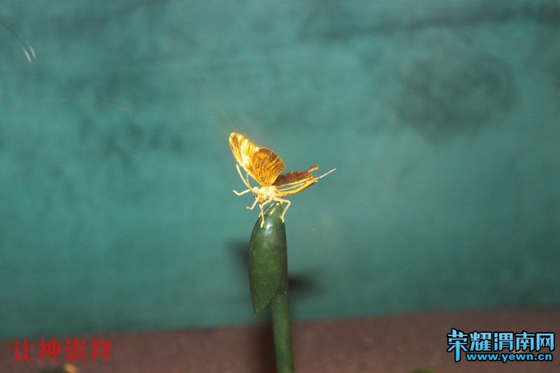 conew_��Ƭ 240.jpg