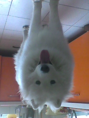 �����Ĺ���